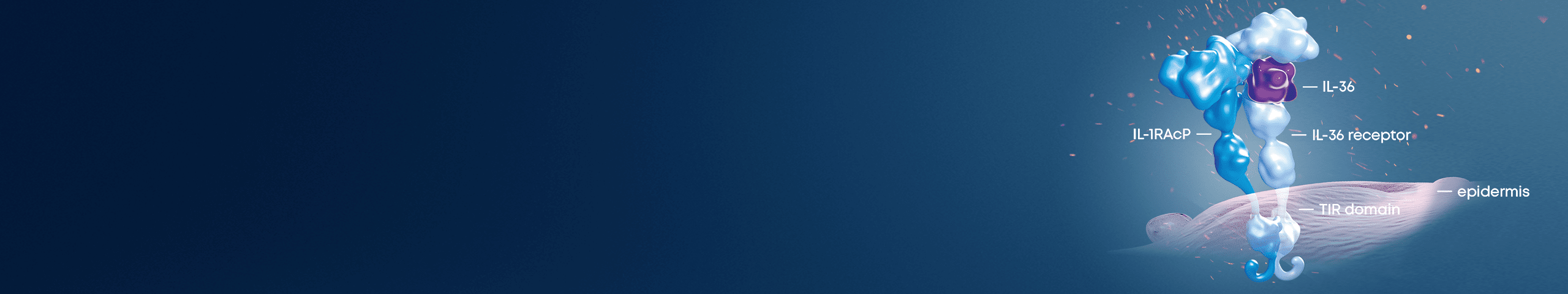 The Il-36 pathway plays a key role in the pathogenesis of GPP